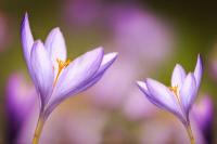 plant-140.jpg plant-140.jpg