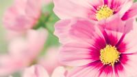 plant-141.jpg plant-141.jpg