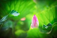 plant-149.jpg plant-149.jpg
