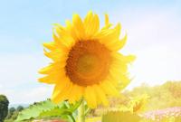 plant-155.jpg plant-155.jpg
