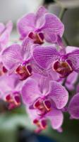 plant-159.jpg plant-159.jpg