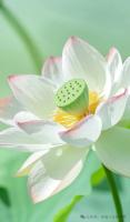 plant-170.jpg plant-170.jpg