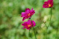 plant-173.jpg plant-173.jpg