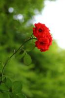 plant-174.jpg plant-174.jpg