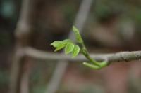 plant-175.jpg plant-175.jpg