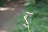 plant-176.jpg plant-176.jpg