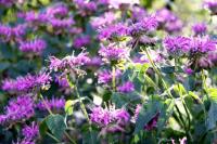 plant-177.jpg plant-177.jpg