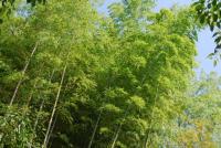 plant-181.jpg plant-181.jpg