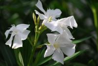 plant-182.jpg plant-182.jpg
