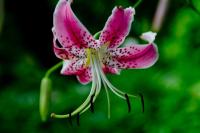 plant-183.jpg plant-183.jpg