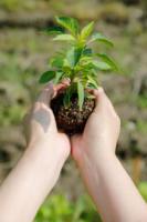 plant-187.jpg plant-187.jpg