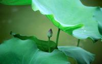 plant-019.jpg plant-019.jpg