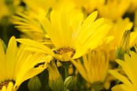 plant-190.jpg plant-190.jpg