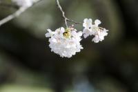 plant-192.jpg plant-192.jpg