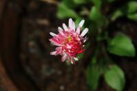 plant-193.jpg plant-193.jpg