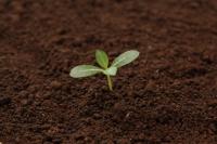 plant-194.jpg plant-194.jpg