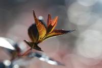 plant-195.jpg plant-195.jpg