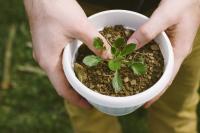plant-198.jpg plant-198.jpg