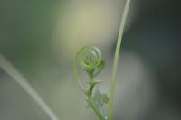 plant-199.jpg plant-199.jpg
