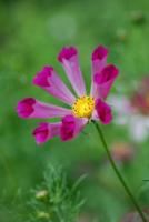 plant-200.jpg plant-200.jpg