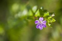 plant-202.jpg plant-202.jpg