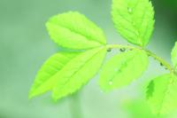 plant-203.jpg plant-203.jpg