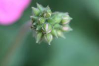 plant-206.jpg plant-206.jpg