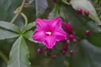 plant-208.jpg plant-208.jpg