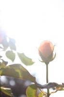 plant-209.jpg plant-209.jpg