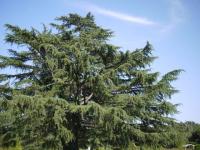 plant-210.jpg plant-210.jpg