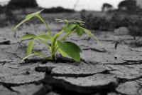 plant-215.jpg plant-215.jpg