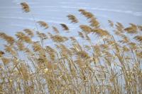 plant-216.jpg plant-216.jpg