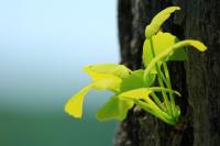 plant-218.jpg plant-218.jpg