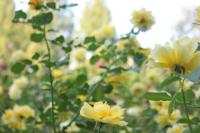 plant-219.jpg plant-219.jpg