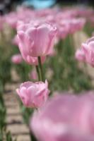 plant-022.jpg plant-022.jpg
