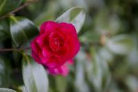 plant-220.jpg plant-220.jpg