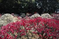 plant-221.jpg plant-221.jpg