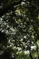plant-222.jpg plant-222.jpg