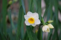 plant-223.jpg plant-223.jpg