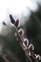 plant-224.jpg plant-224.jpg
