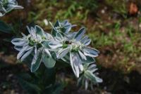 plant-226.jpg plant-226.jpg
