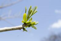 plant-227.jpg plant-227.jpg