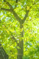 plant-228.jpg plant-228.jpg
