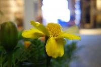 plant-229.jpg plant-229.jpg