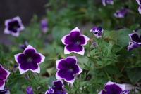 plant-231.jpg plant-231.jpg