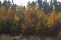 plant-232.jpg plant-232.jpg