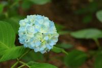plant-233.jpg plant-233.jpg
