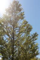 plant-234.jpg plant-234.jpg