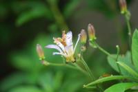 plant-236.jpg plant-236.jpg