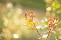 plant-238.jpg plant-238.jpg